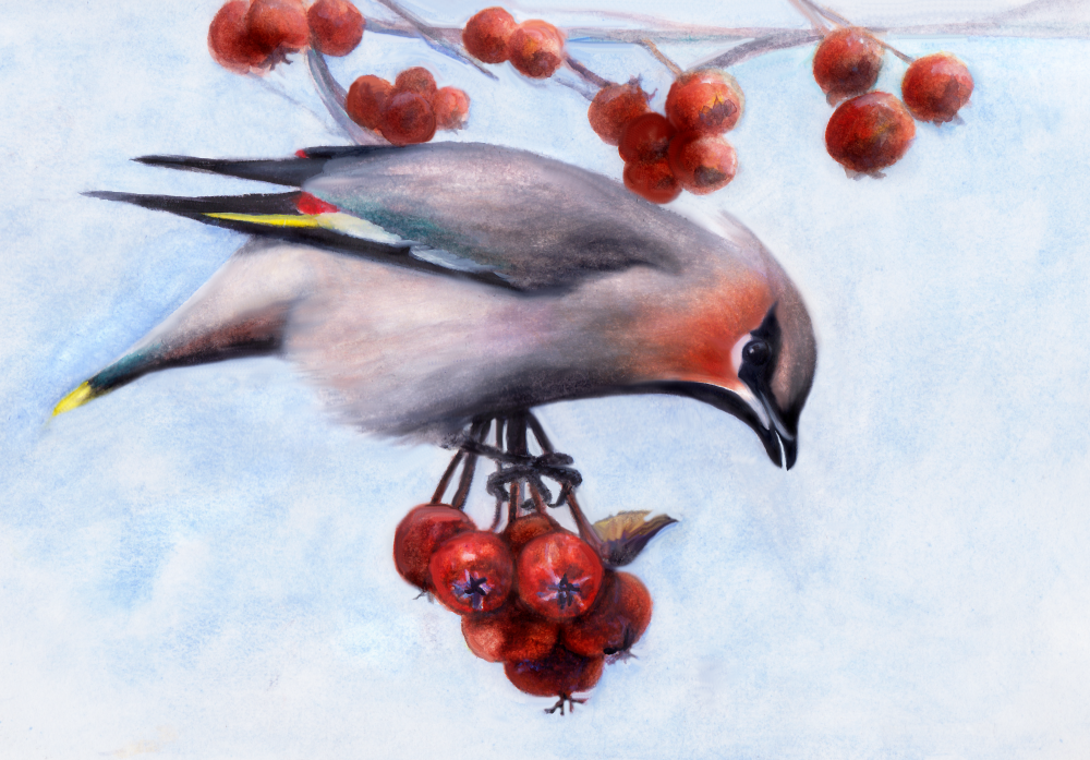 waxwing