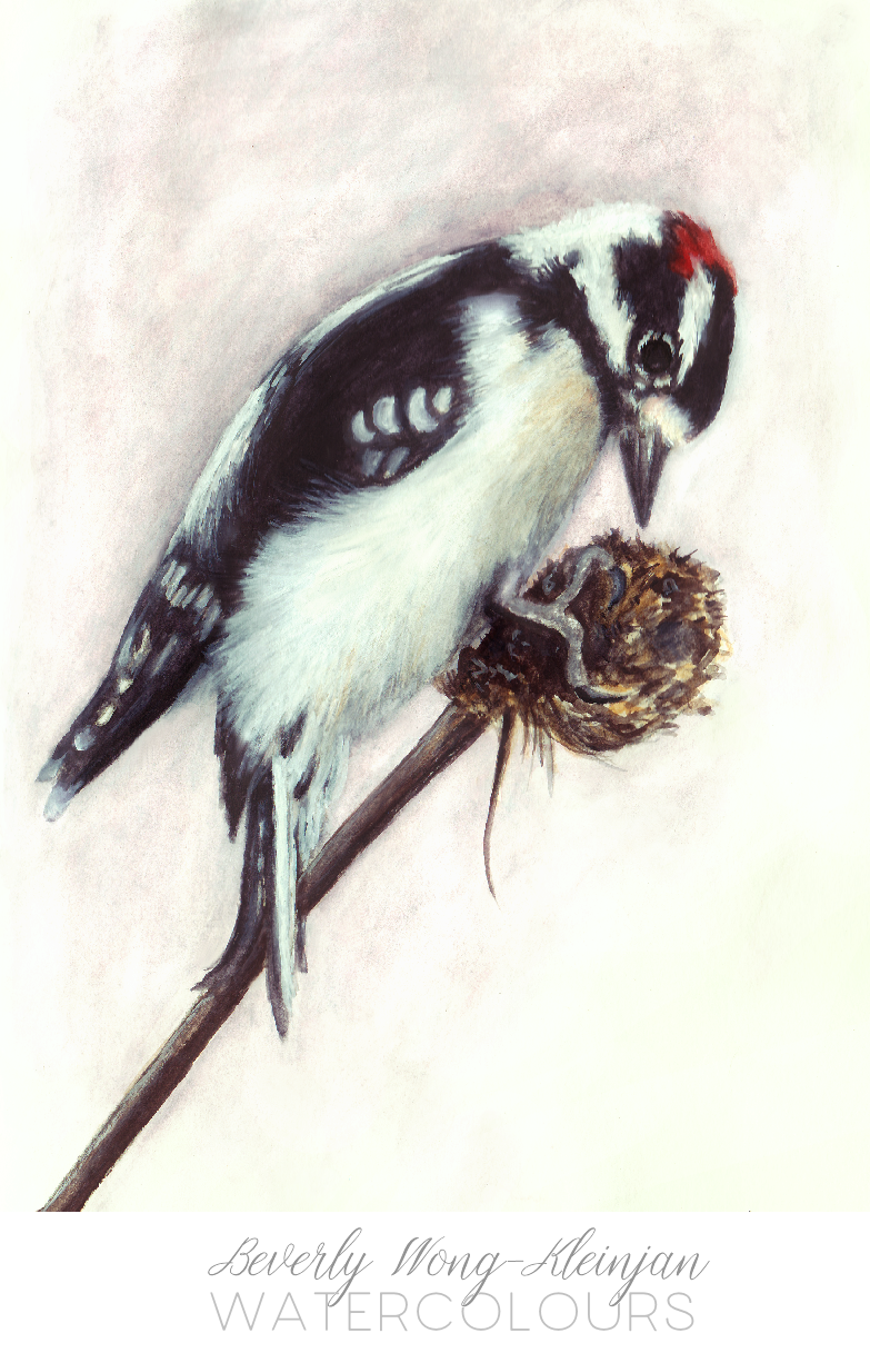 downywoodpecker