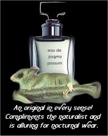 eau de pygmy possum